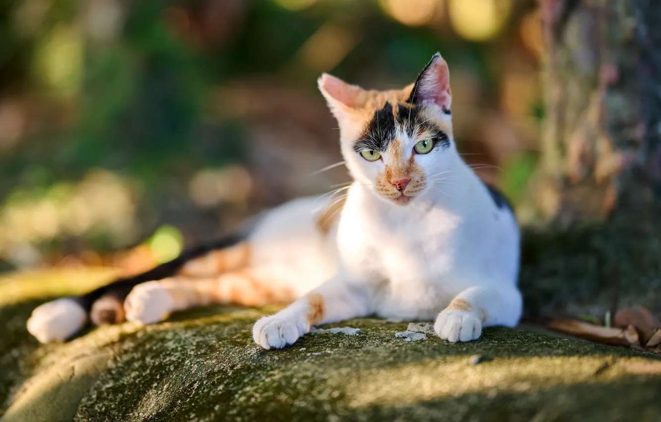 Photo wallpaper cat, cat, look, face, light, nature, pose, stones