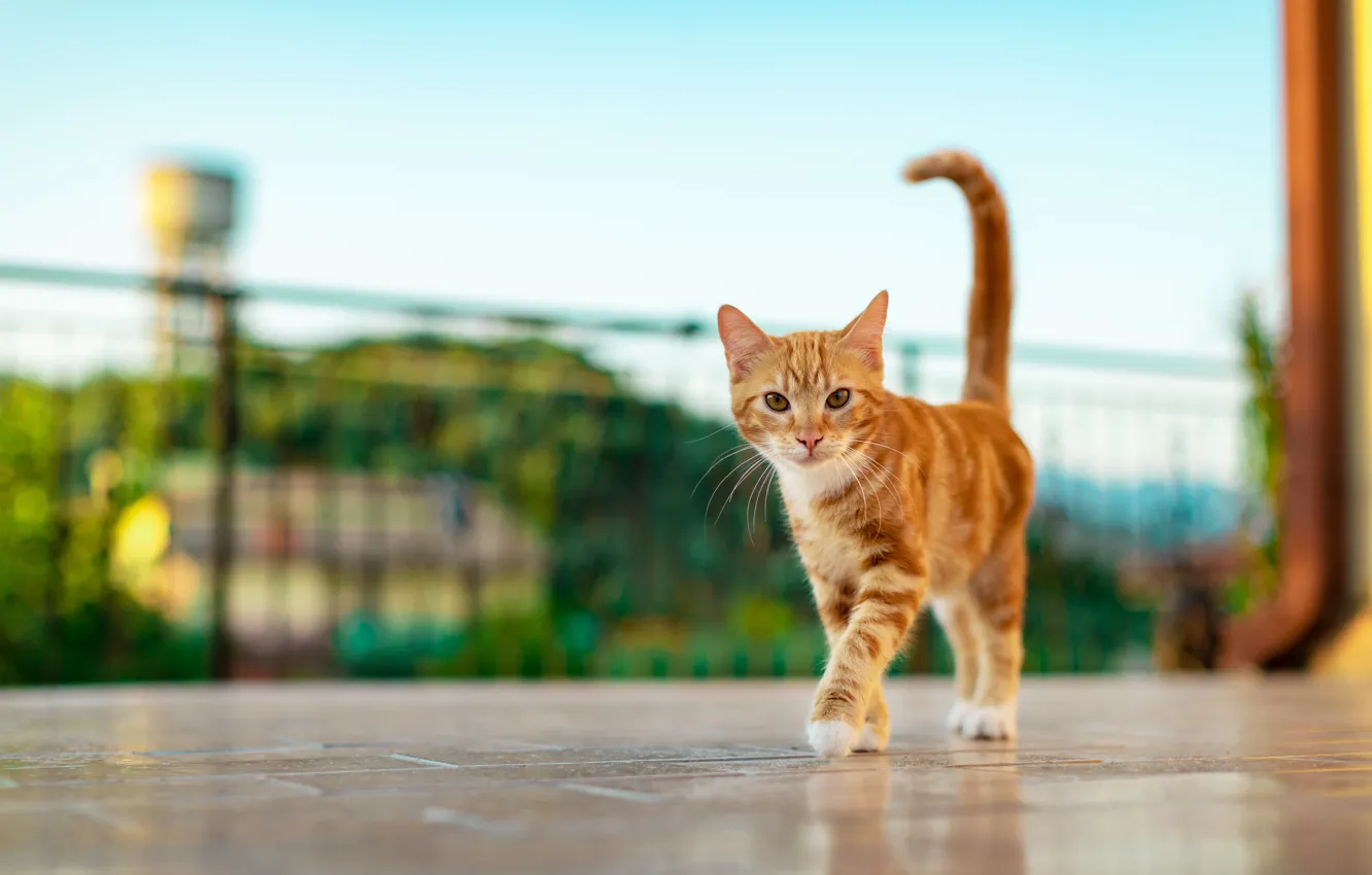 Photo wallpaper cat, cat, red, walk