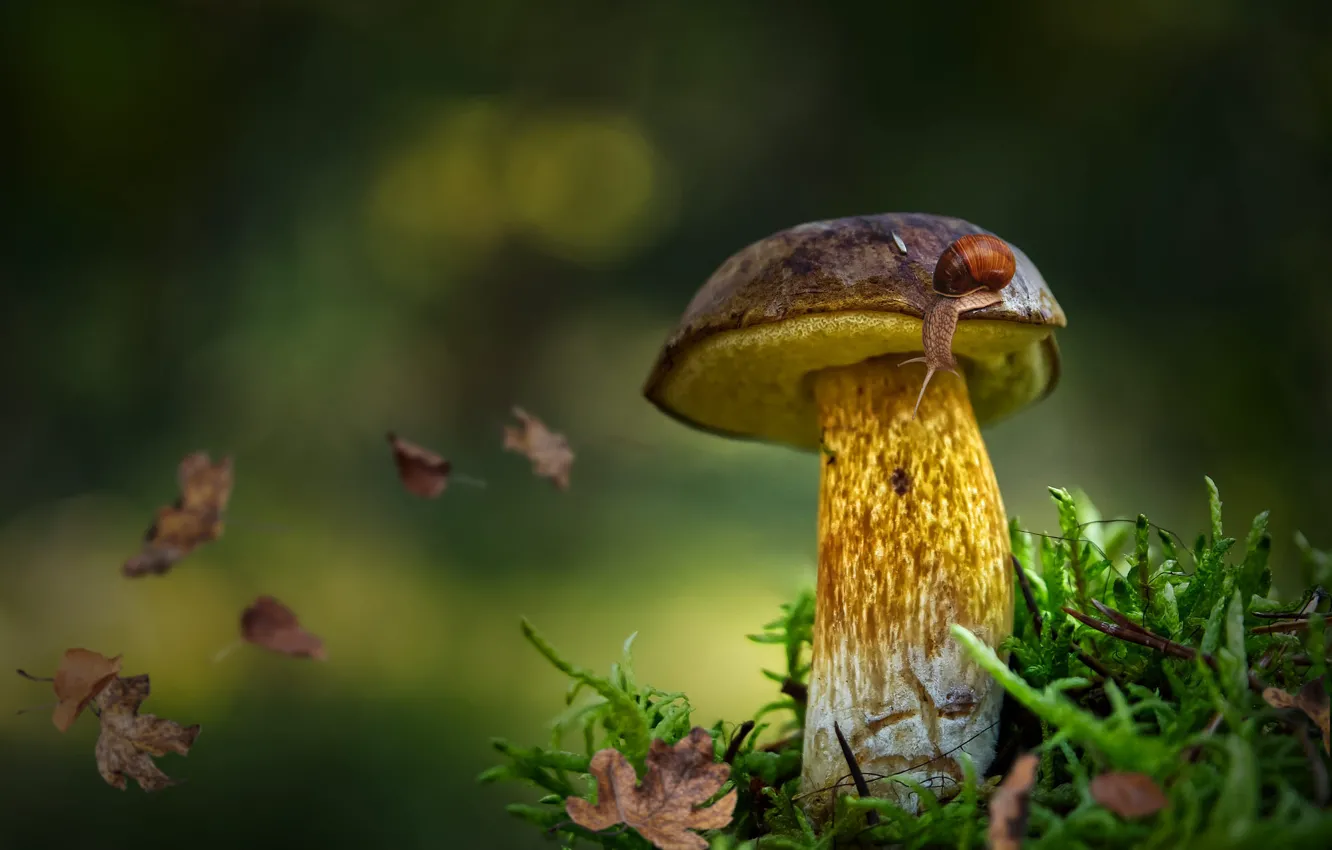 Photo wallpaper autumn, forest, leaves, mushrooms, moss, snail, falling leaves, bokeh
