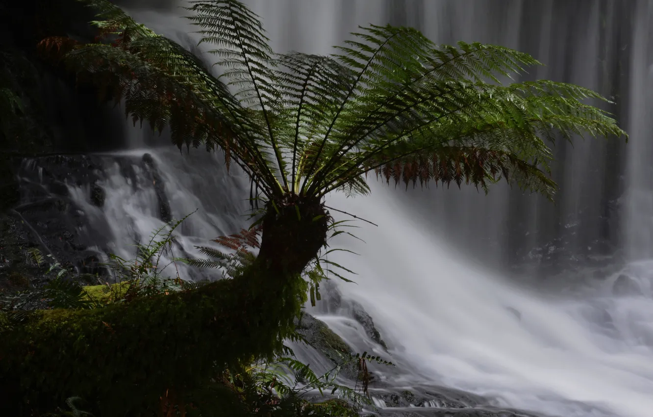 Photo wallpaper forest, leaves, plant, waterfall, stream