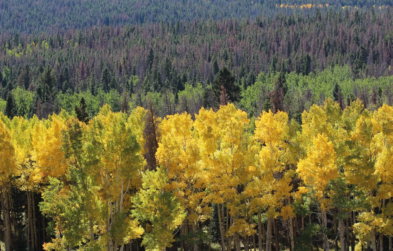 Photo wallpaper autumn, forest, trees, slope