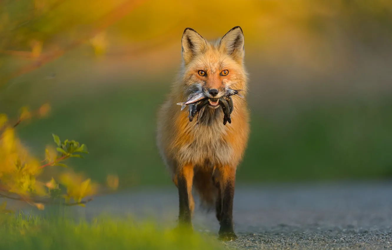 Photo wallpaper fish, Fox, mining
