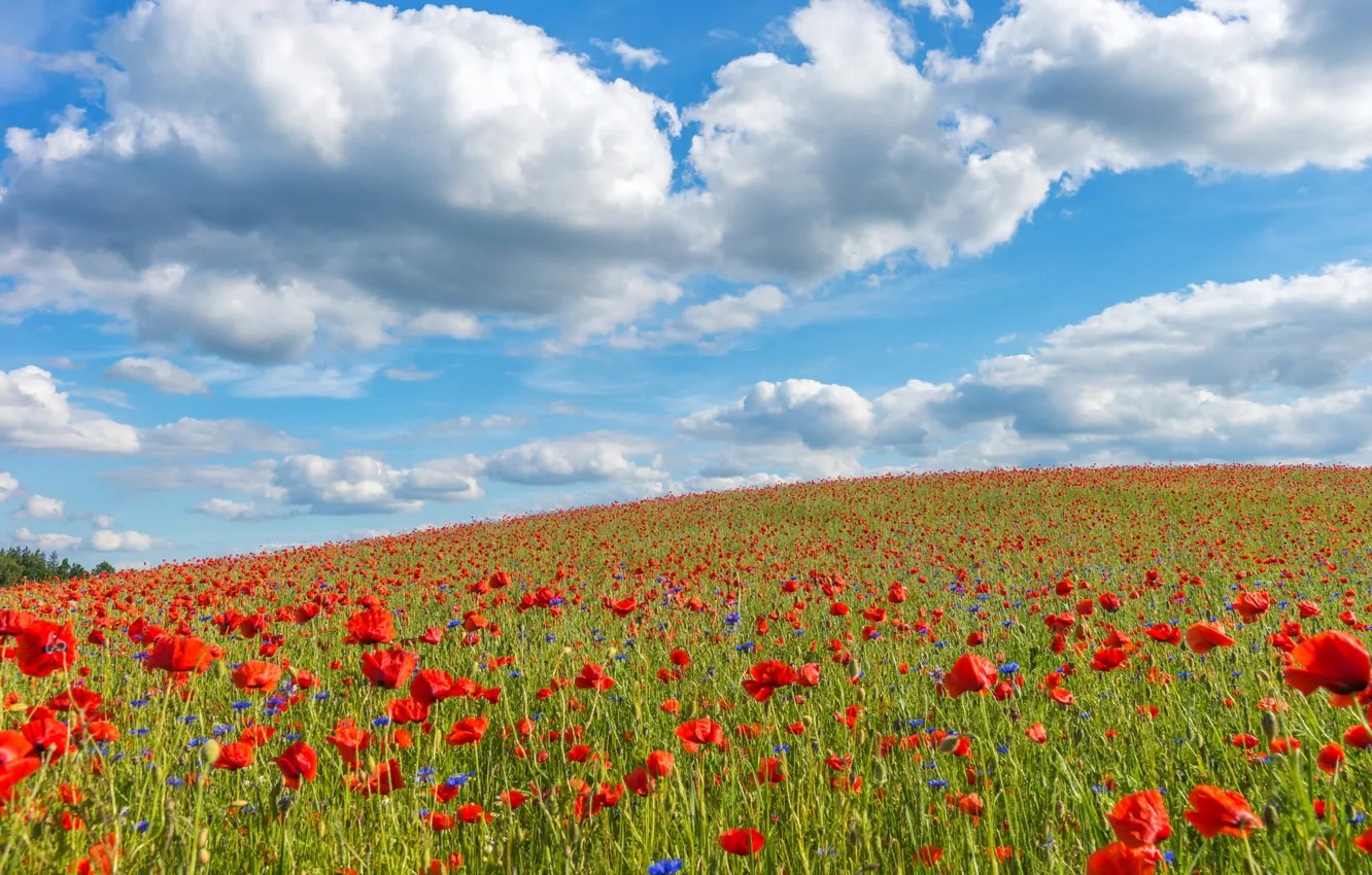 Photo wallpaper field, summer, clouds, flowers, red, hills, Maki, slope