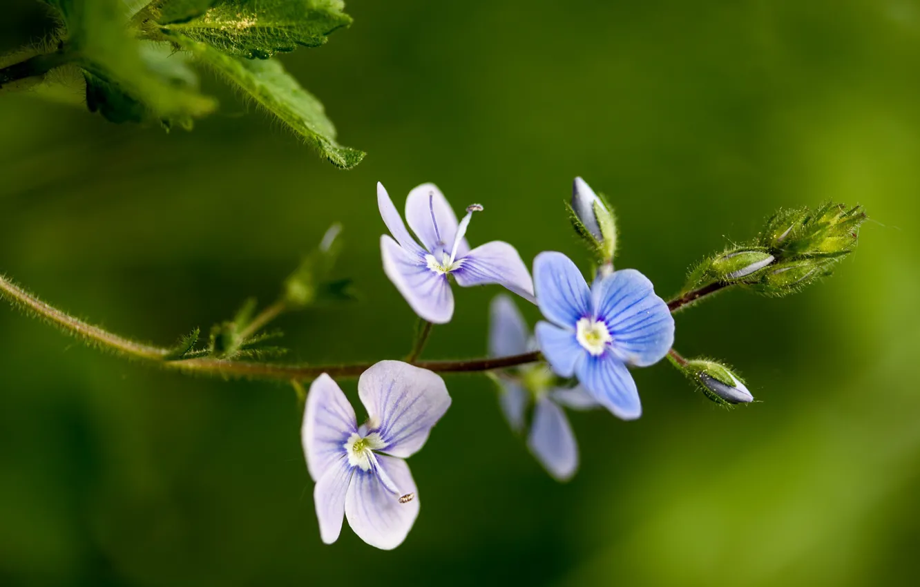 Photo wallpaper macro, flowers, background, Forget-me-nots