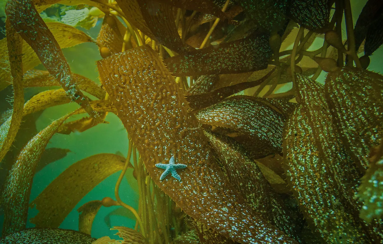 Photo wallpaper algae, CA, starfish, USA