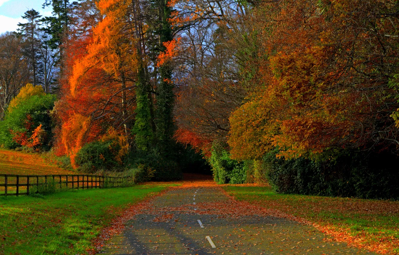 Photo wallpaper road, field, autumn, forest, leaves, trees, nature, colors