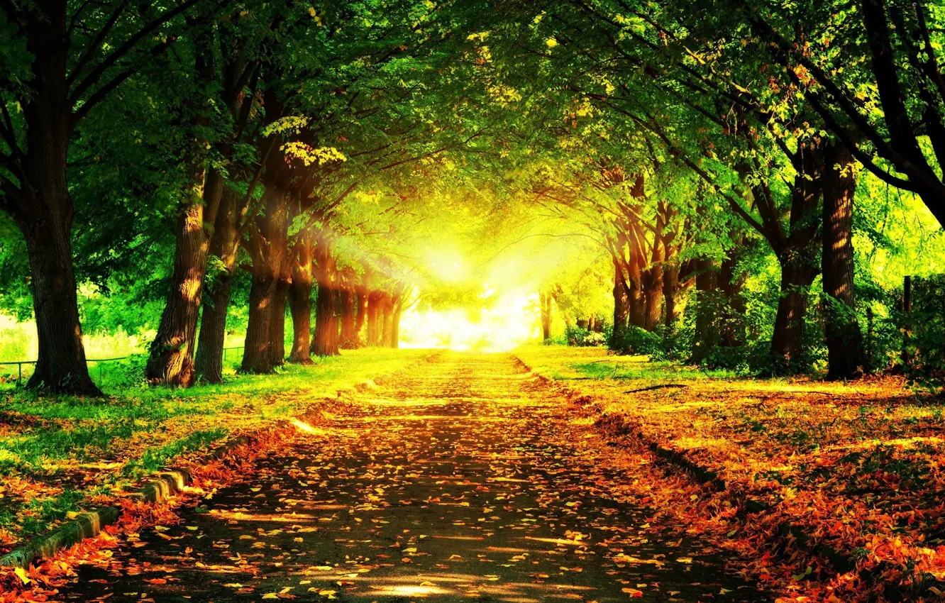 Photo wallpaper road, light, trees, foliage, Autumn, the bushes