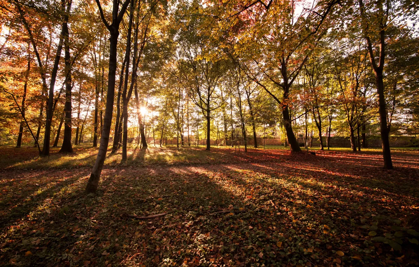 Photo wallpaper autumn, forest, leaves, trees, Park, colorful, forest, landscape