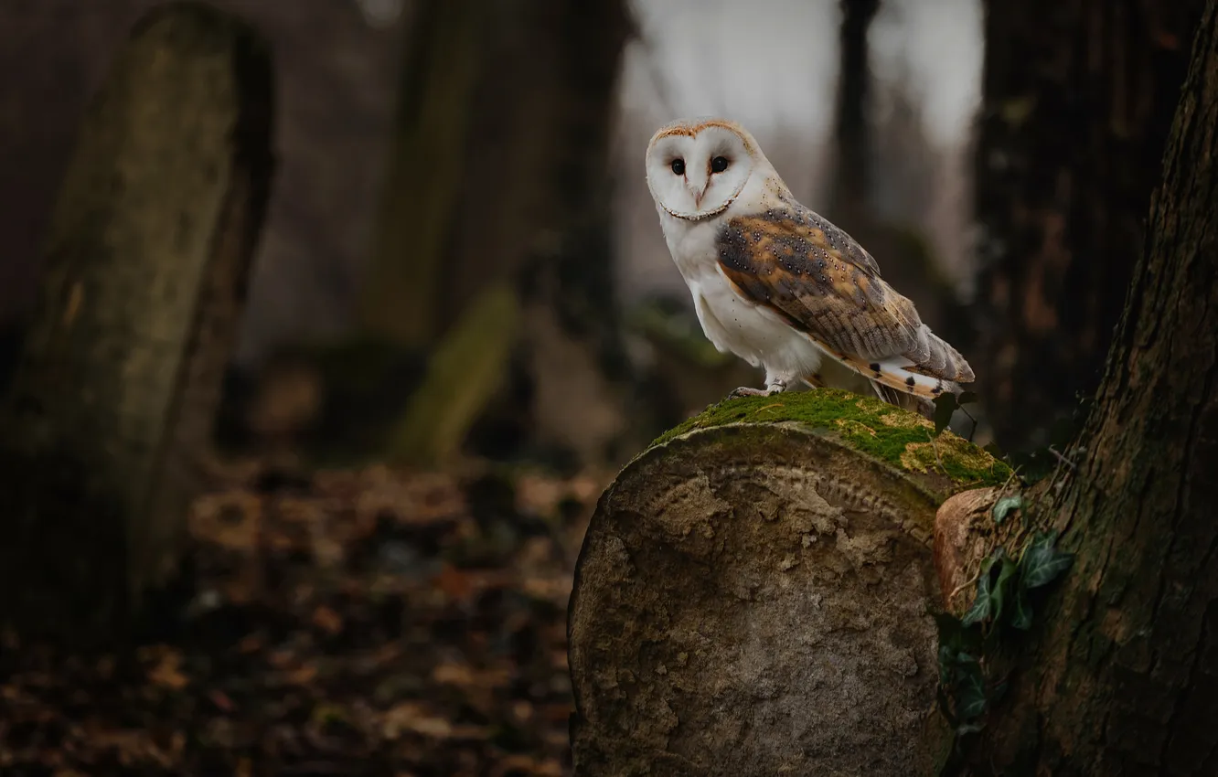 Photo wallpaper autumn, forest, owl, bird, log, the barn owl