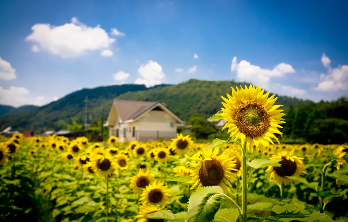 Photo wallpaper field, summer, sunflowers, nature