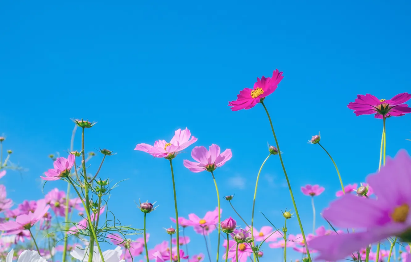 Photo wallpaper field, summer, the sky, the sun, flowers, colorful, meadow, summer