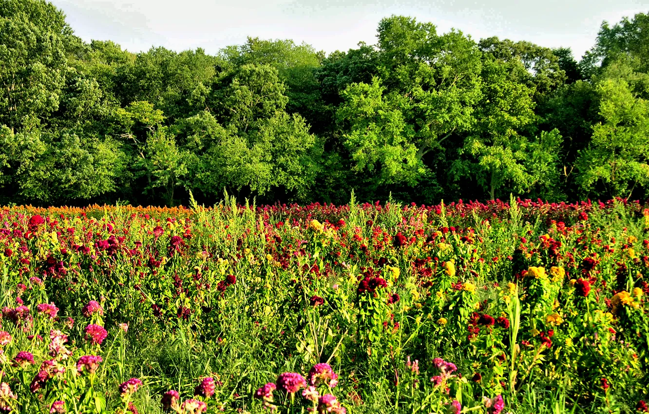 Photo wallpaper field, summer, trees, nature, summer, flowers, trees, field