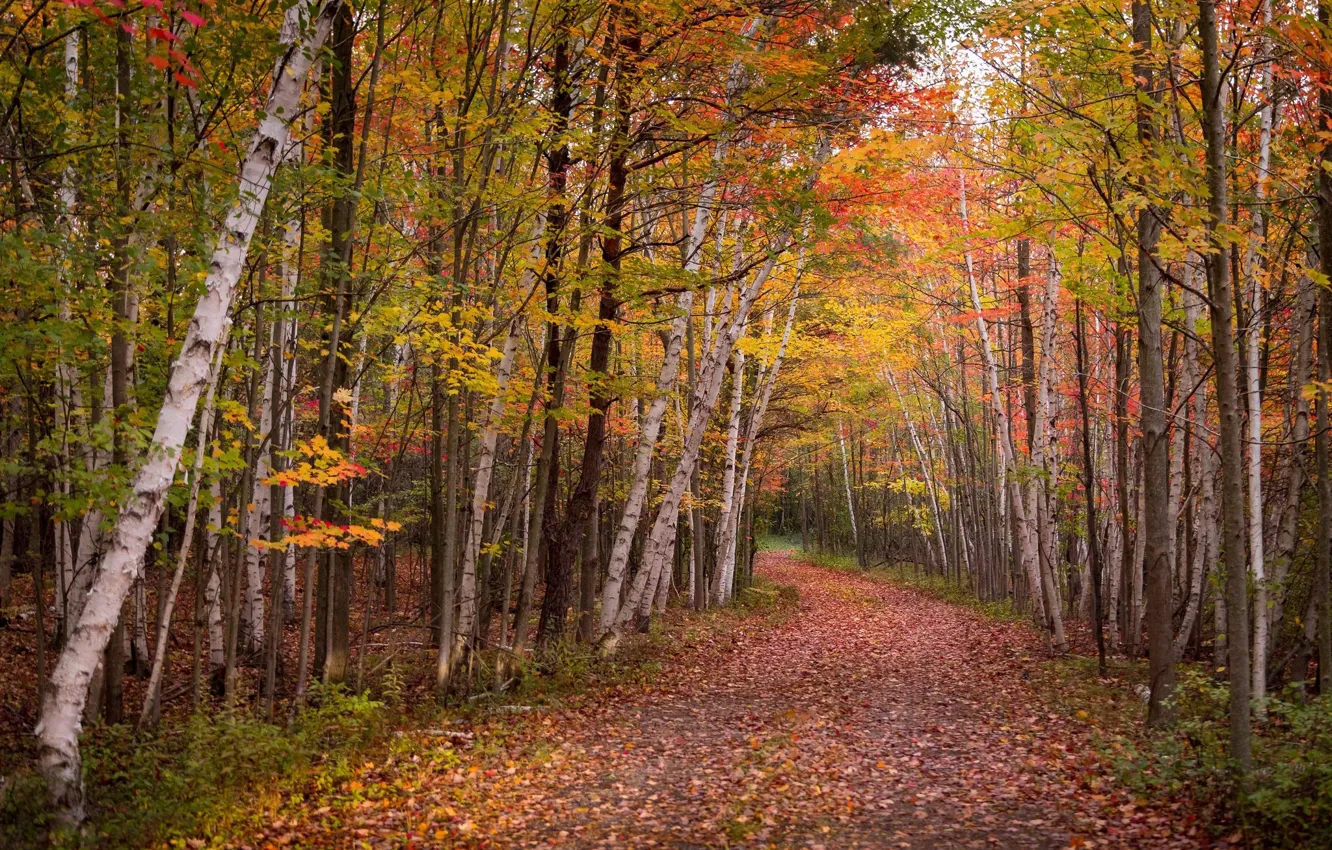 Photo wallpaper autumn, leaves, nature
