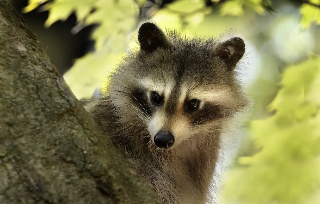 Photo wallpaper look, nature, animal, foliage, raccoon, trunk