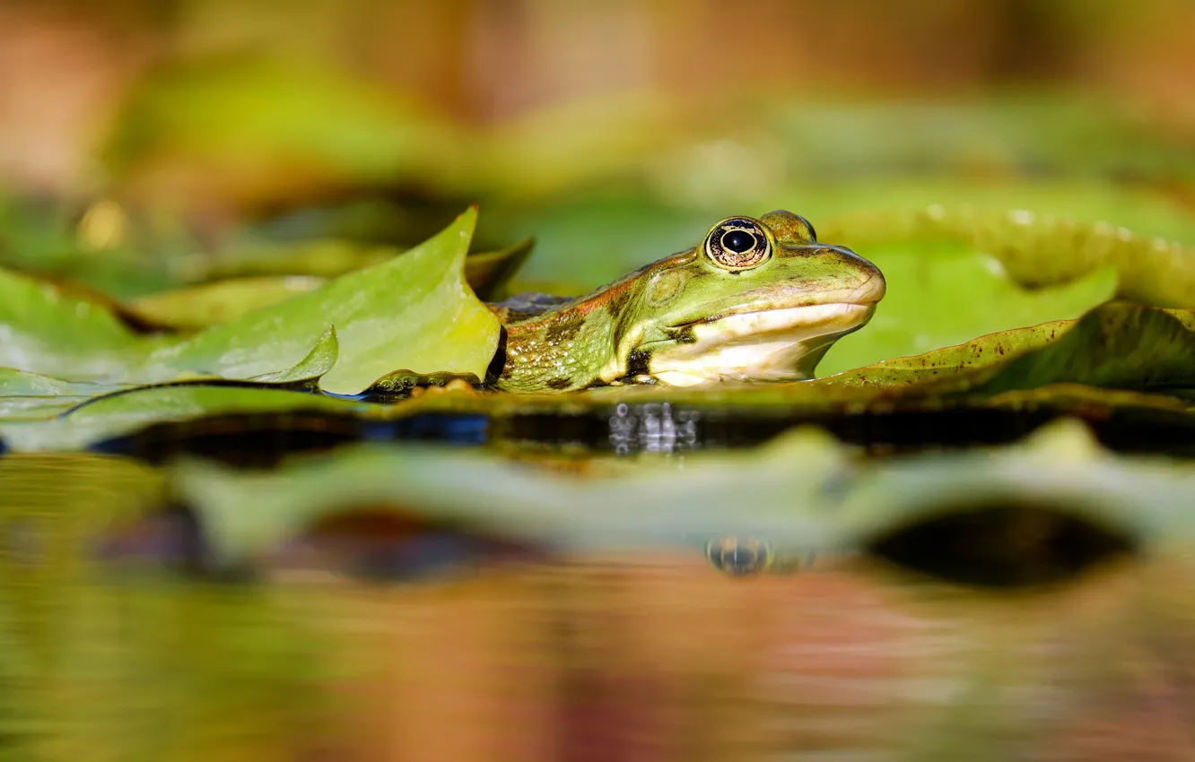 Photo wallpaper leaves, water, macro, nature, green, pond, frog, pond