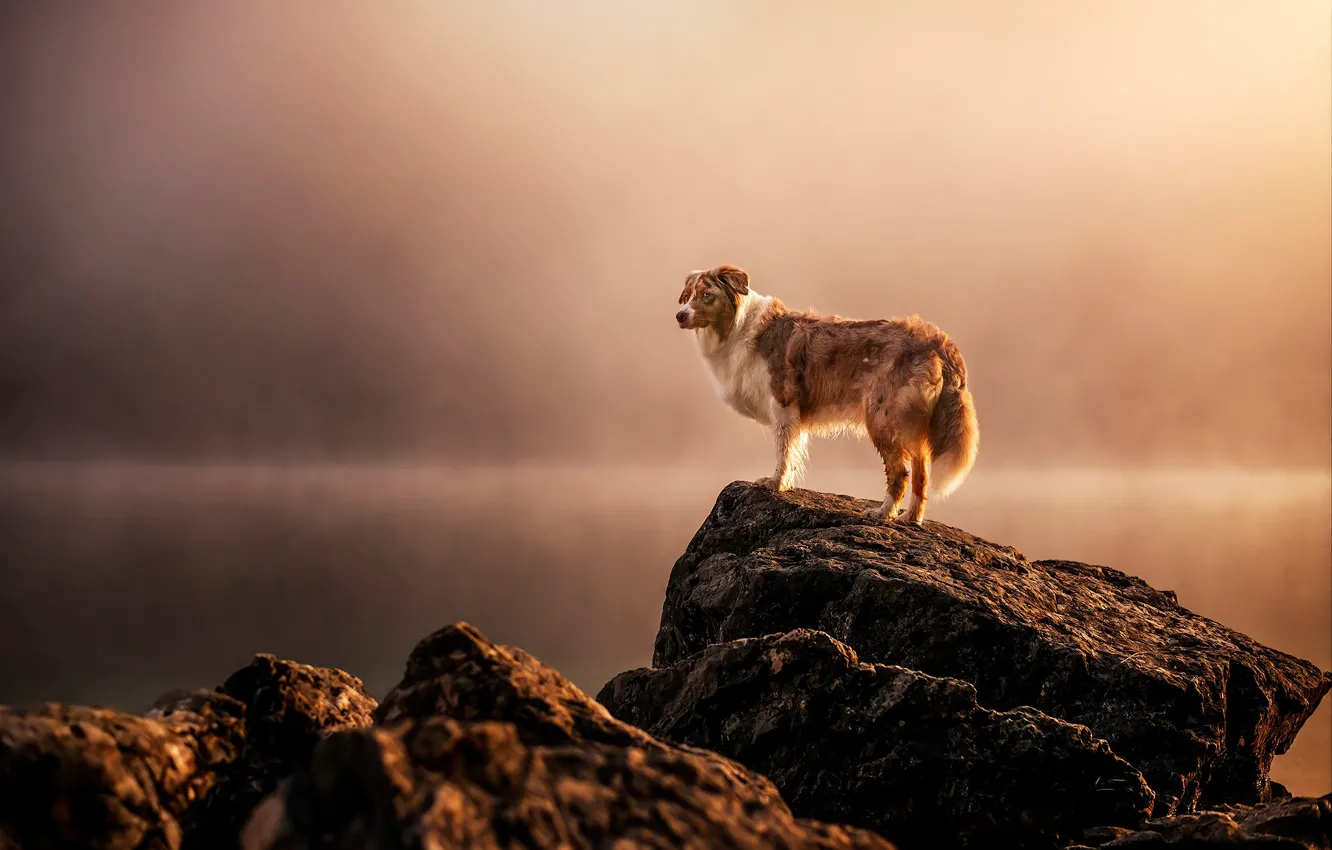 Photo wallpaper light, landscape, fog, lake, stones, rocks, dog, morning