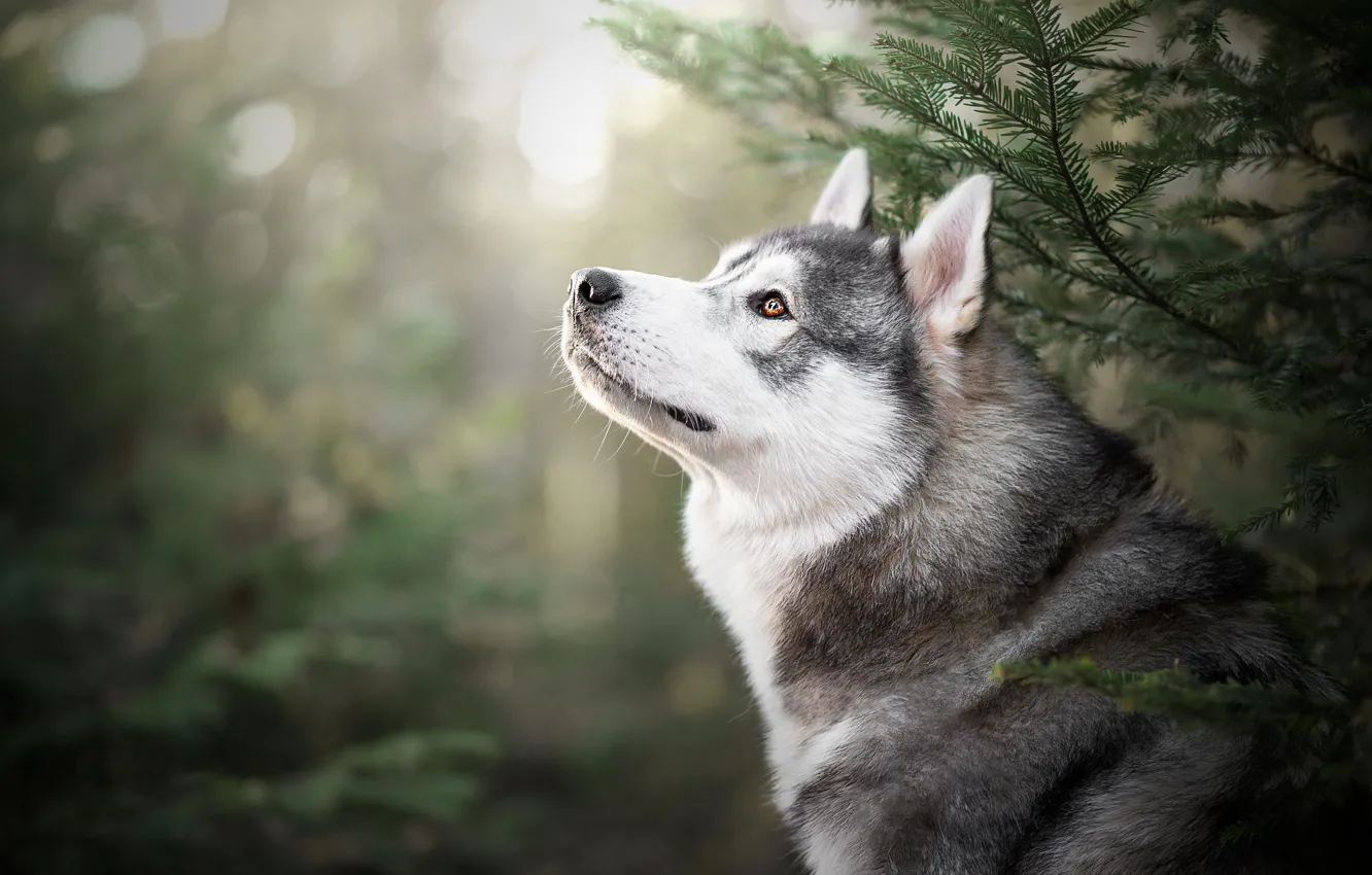 Photo wallpaper look, face, light, branches, nature, portrait, spruce, dog