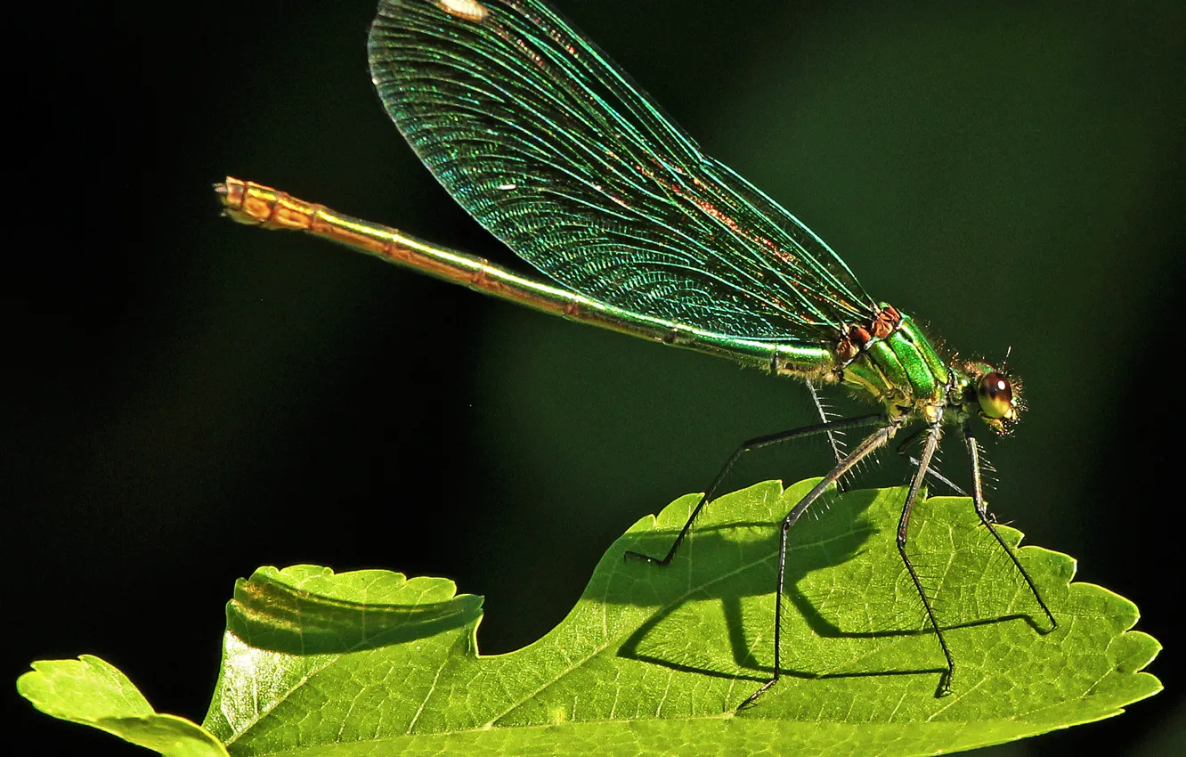 Photo wallpaper nature, sheet, dragonfly, insect