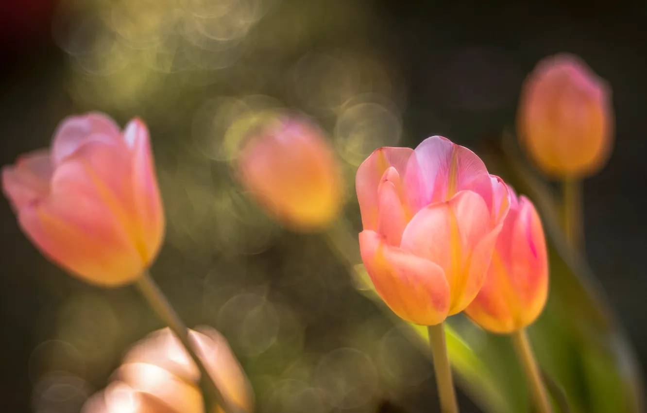 Photo wallpaper flowers, nature, tulips
