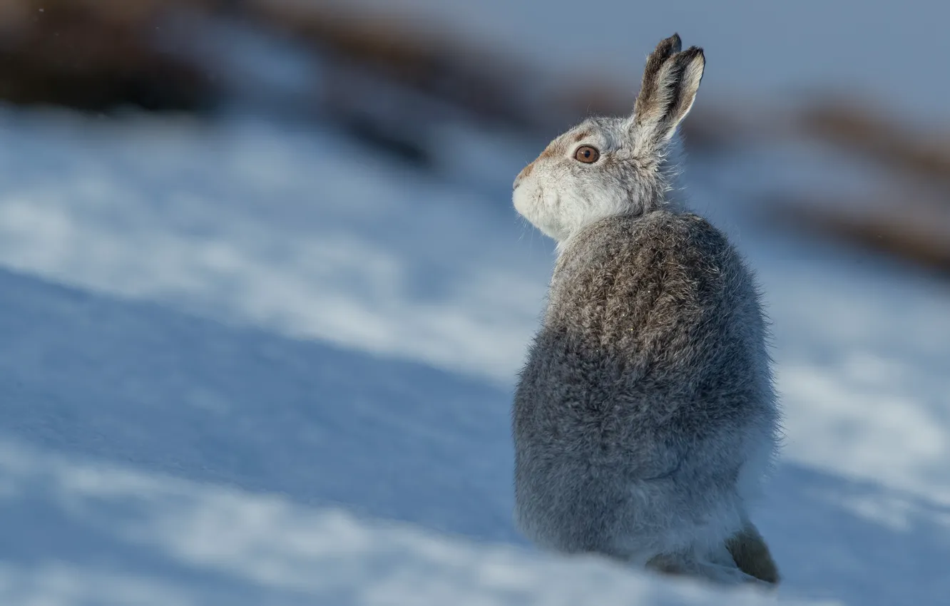 Photo wallpaper winter, look, light, snow, pose, hare, shadow, back
