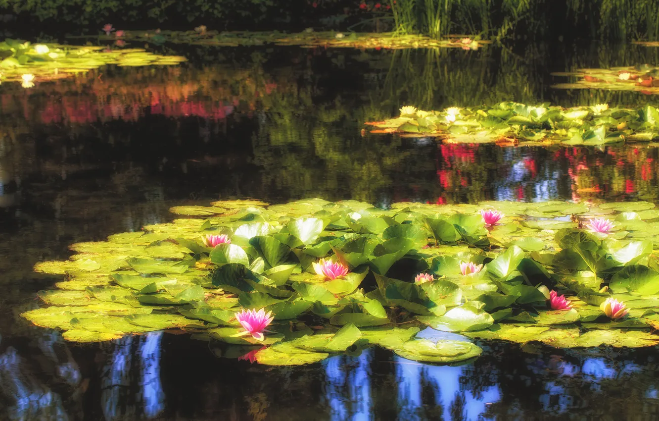 Photo wallpaper lake, pond, Park, Lily, water