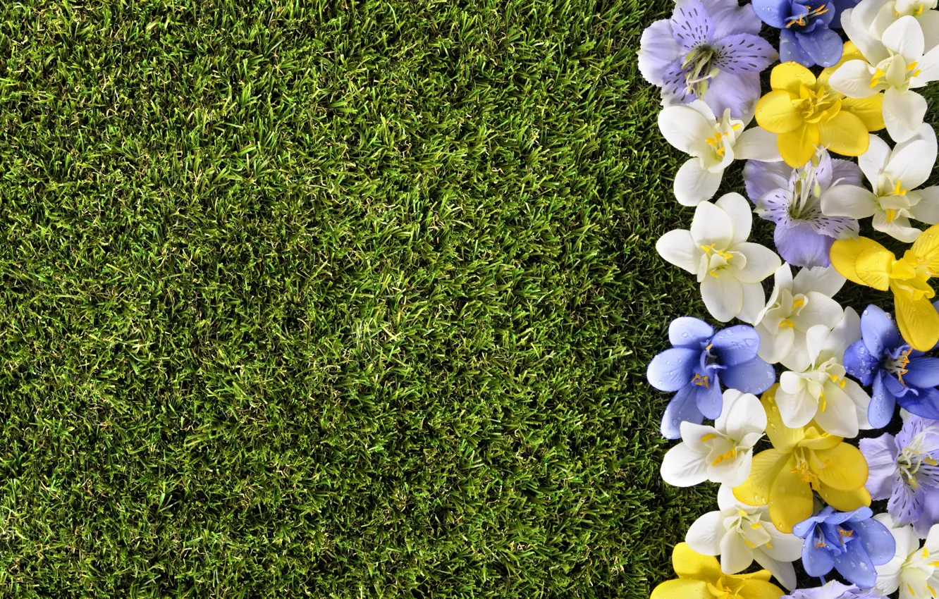 Photo wallpaper flowers, lawn, spring, grass, weed, flowers, spring, lawn