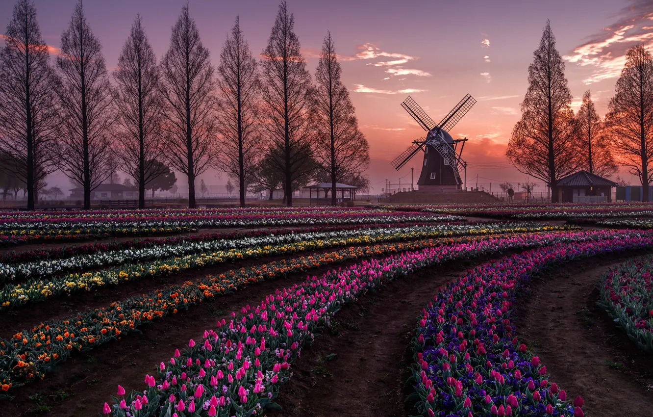 Photo wallpaper field, trees, flowers, spring, the evening, Netherlands, Holland, tulpani