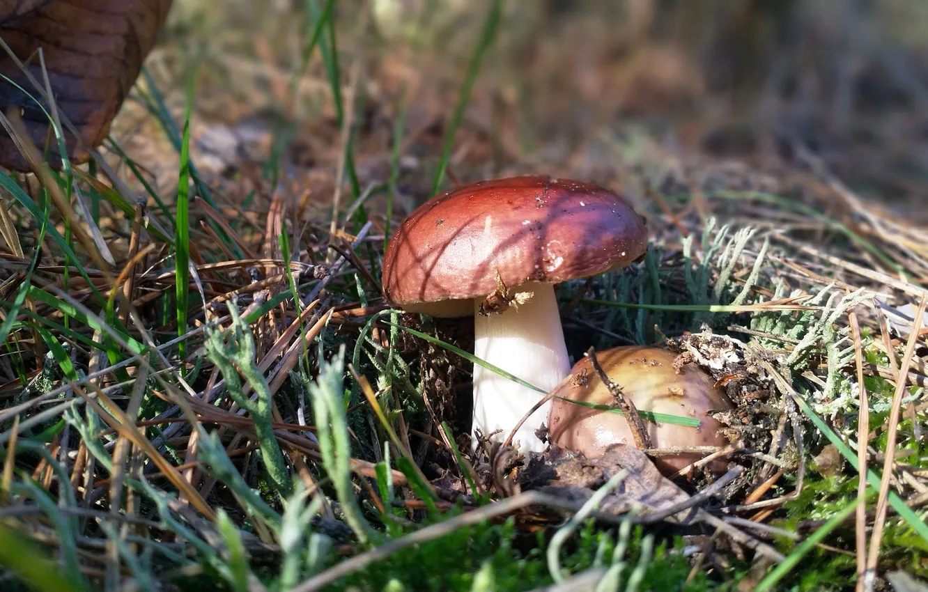 Photo wallpaper grass, needles, mushrooms, small, beautiful, climbs