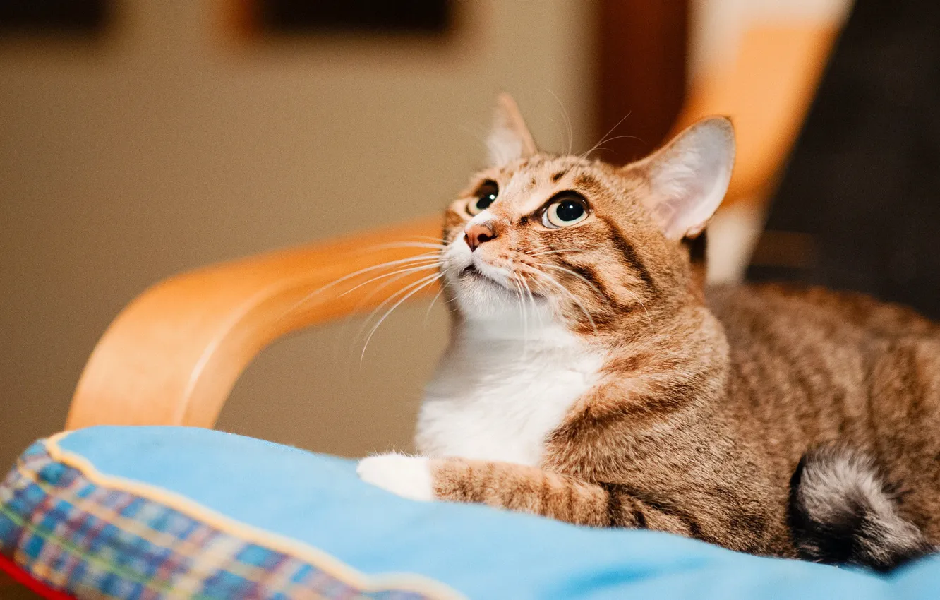 Photo wallpaper cat, cat, look, face, comfort, chair, lies