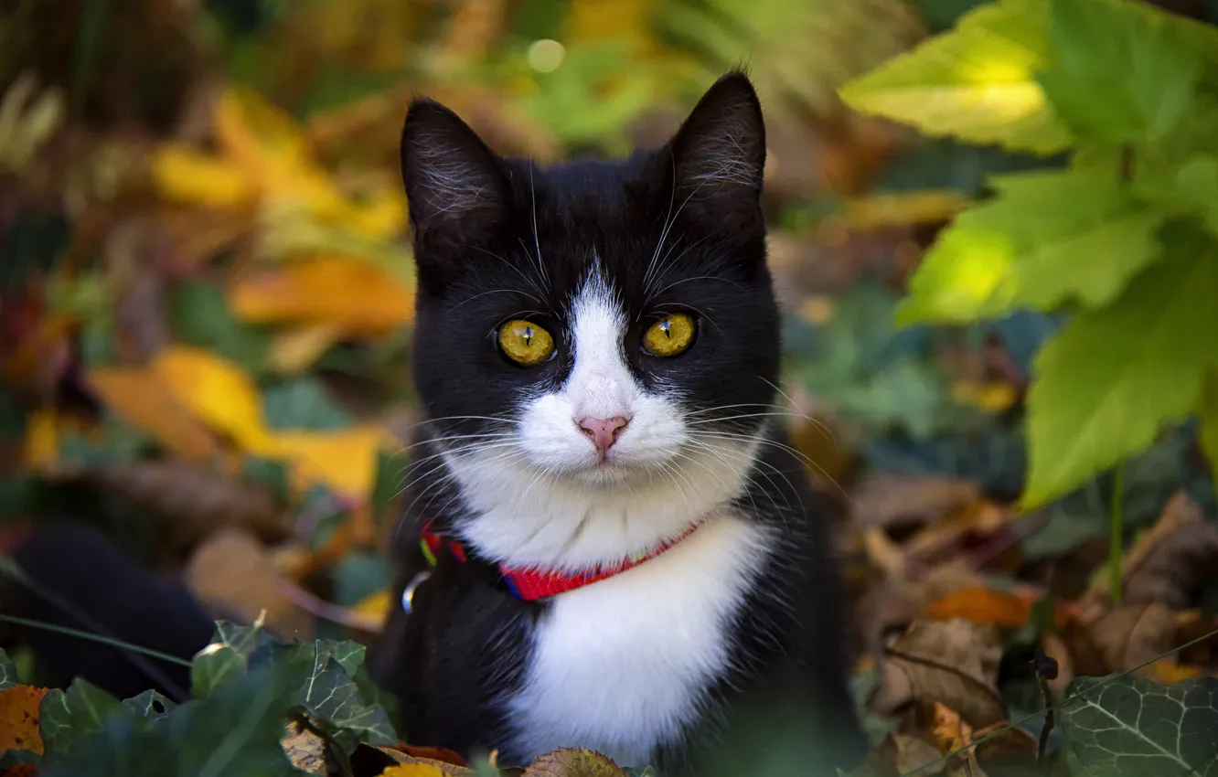 Photo wallpaper autumn, cat, cat, look, nature, pose, foliage, portrait