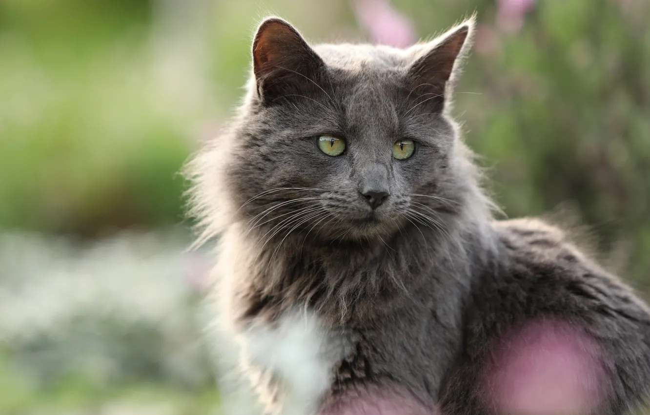 Photo wallpaper cat, cat, look, face, nature, grey, portrait, green eyes