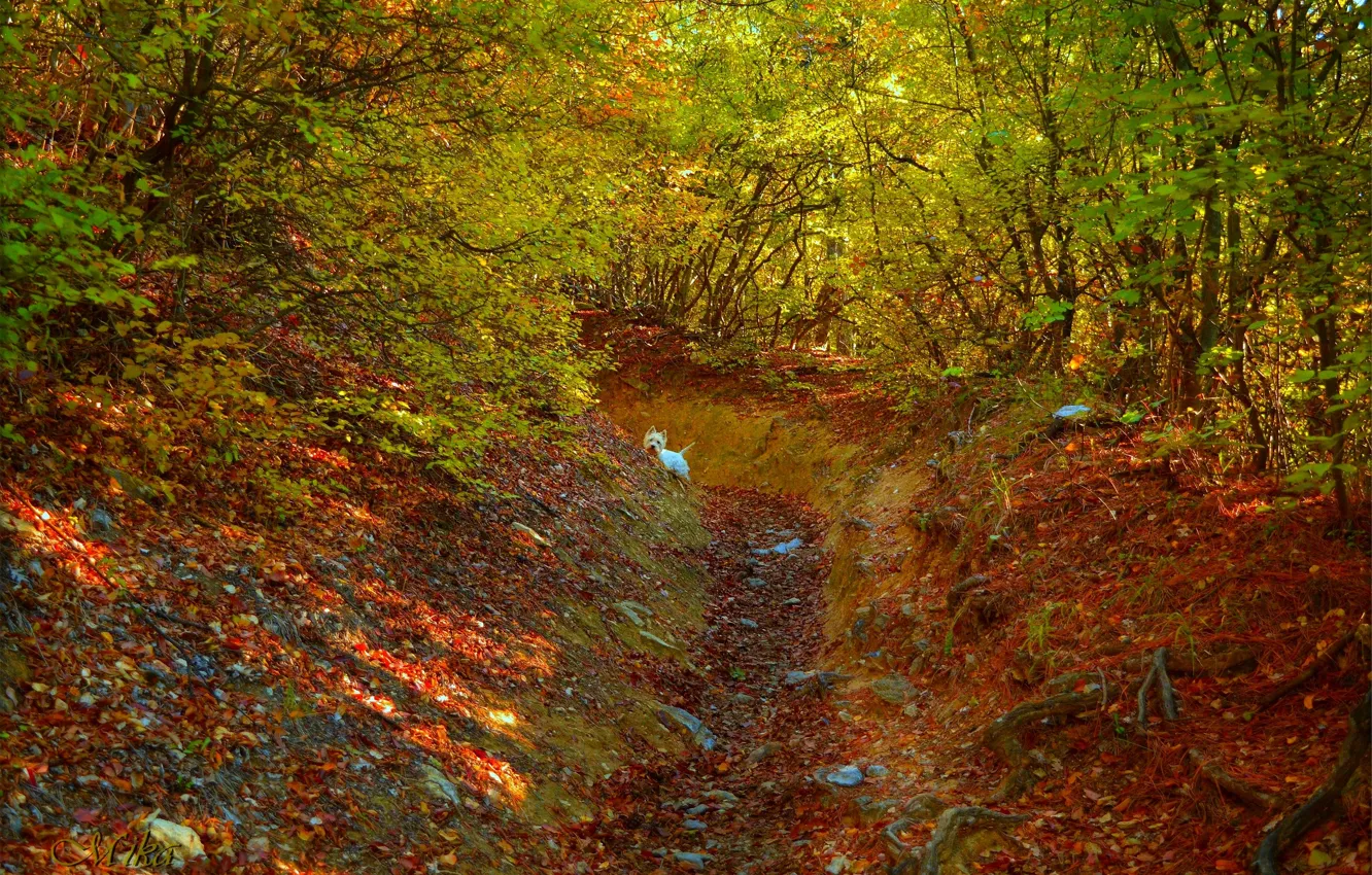 Photo wallpaper Autumn, Forest, Dog, Dog, Fall, Foliage, Autumn, Colors