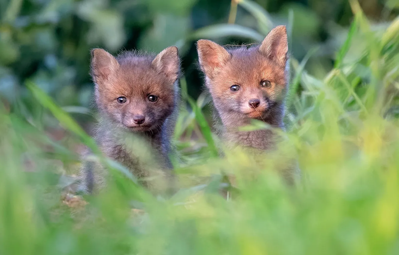 Photo wallpaper grass, two, baby, pair, Fox, a couple, Duo, Fox