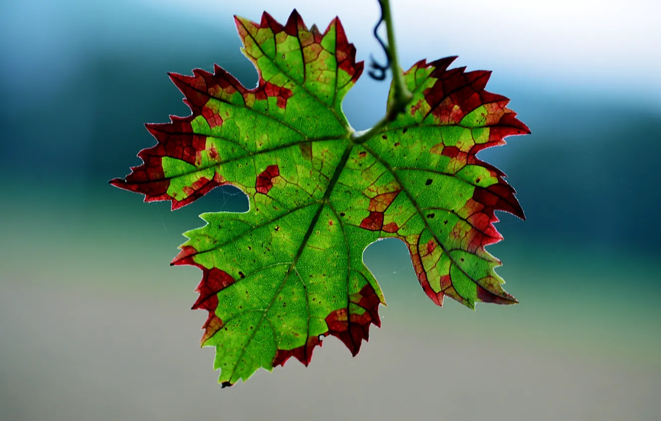 Photo wallpaper leaves, red, green, background, gossamer