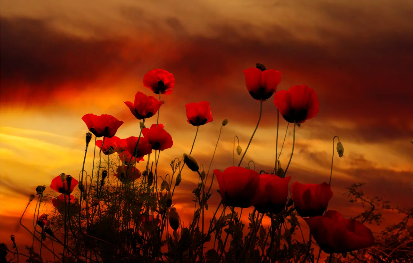 Photo wallpaper the sky, red, Maki, treatment, spring, red, sky, spring