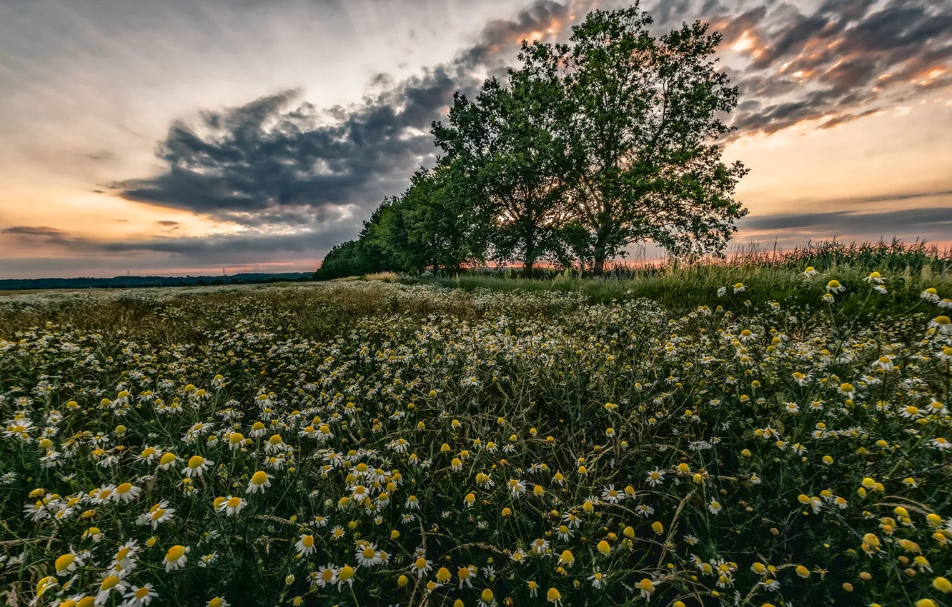 Photo wallpaper the sky, clouds, trees, sunset, photo, chamomile