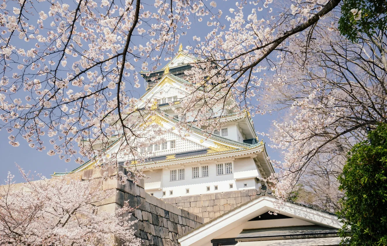 Photo wallpaper trees, branches, cherry, castle, spring, Japan, Sakura, Japan