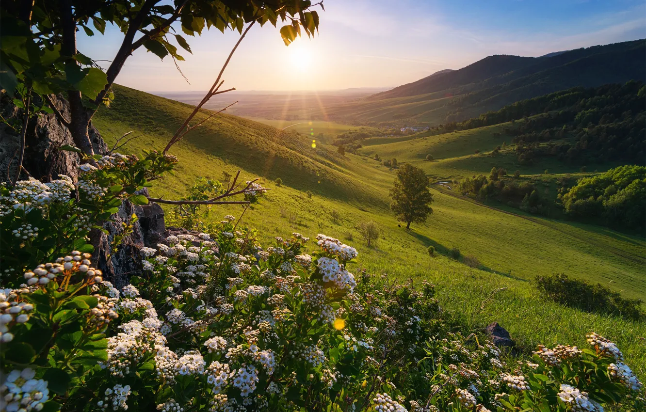 Photo wallpaper the sun, rays, landscape, mountains, nature, tree, spring, morning