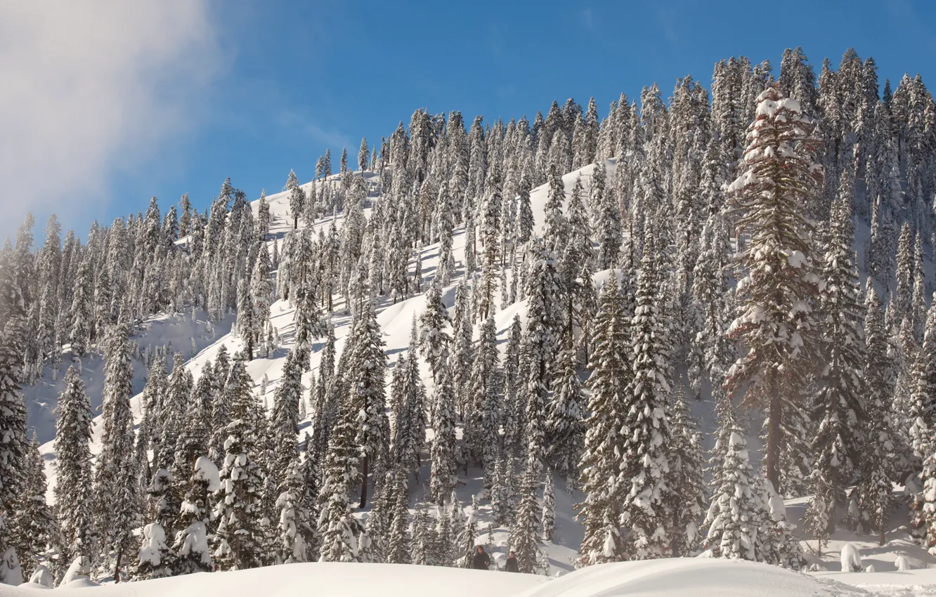 Photo wallpaper winter, the sky, the sun, snow, trees, mountain, slope, CA