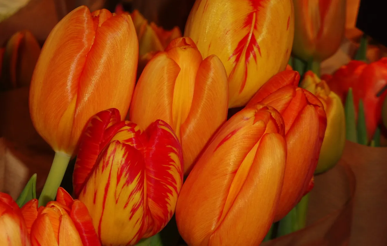 Photo wallpaper flowers, tulips, spring bouquet