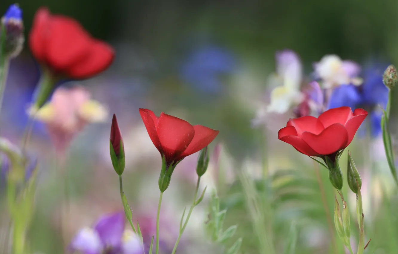 Photo wallpaper flowers, glade, blur, blue, red, len, bokeh, len