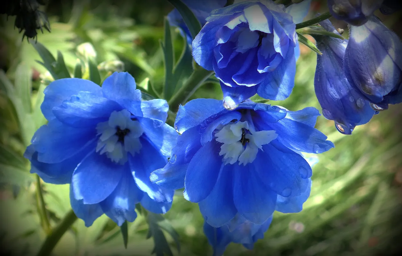 Photo wallpaper macro, light, flowers, branches, blue, blue, petals, bokeh