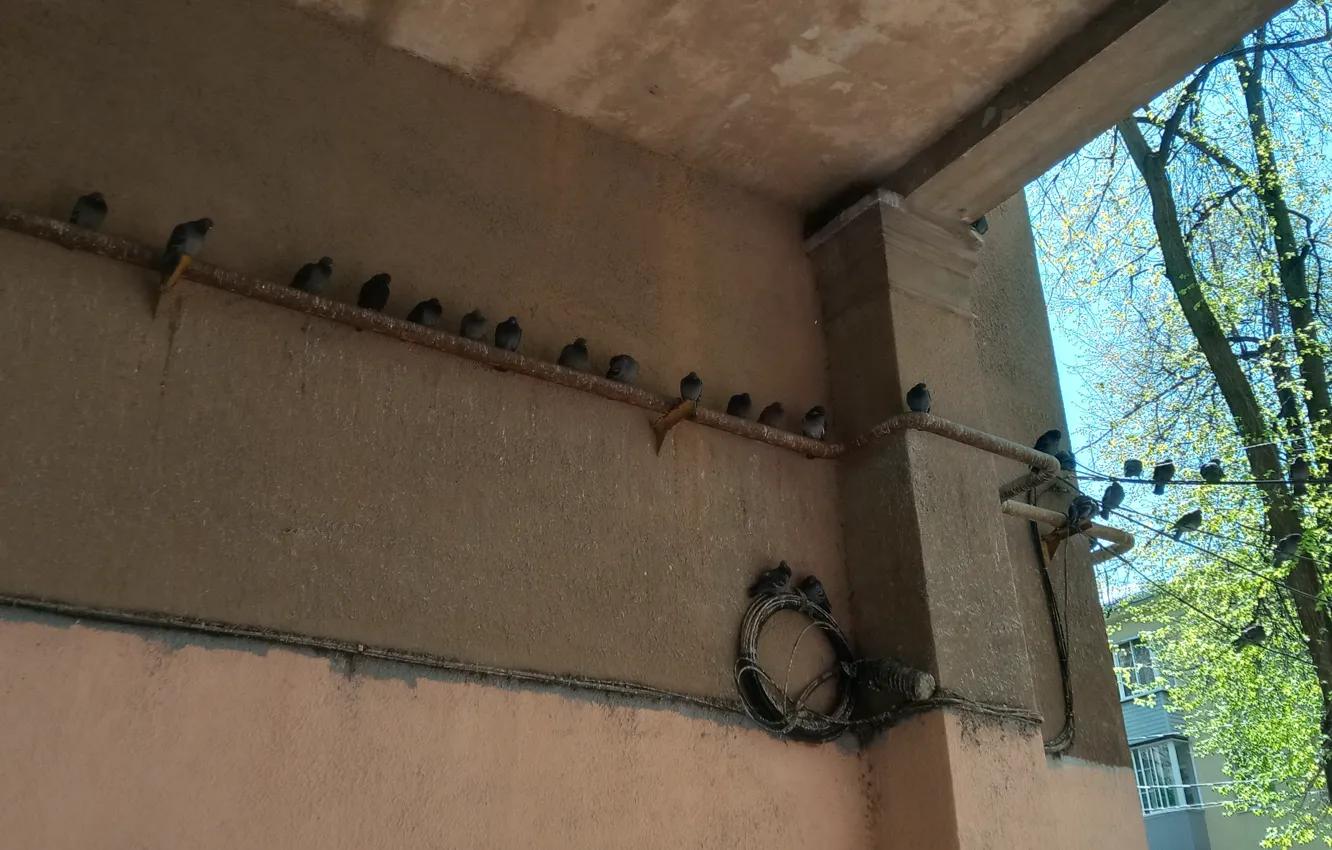 Photo wallpaper wire, pigeons, arch, Voronezh