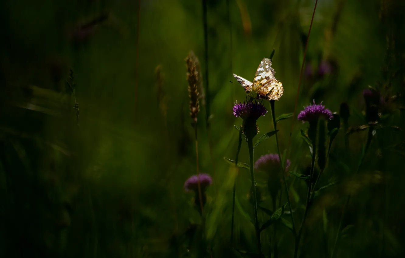 Photo wallpaper greens, summer, grass, leaves, light, flowers, nature, the dark background