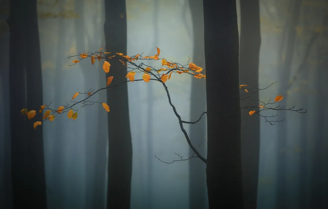 Photo wallpaper autumn, forest, nature