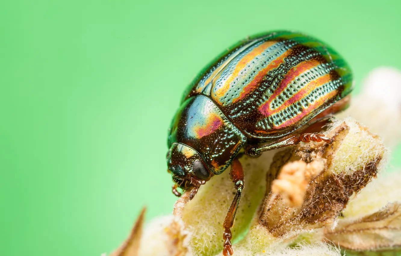 Photo wallpaper flowers, beetle, insect, bokeh