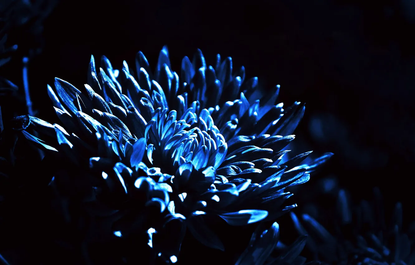 Photo wallpaper light, flowers, night, nature, petals, twilight