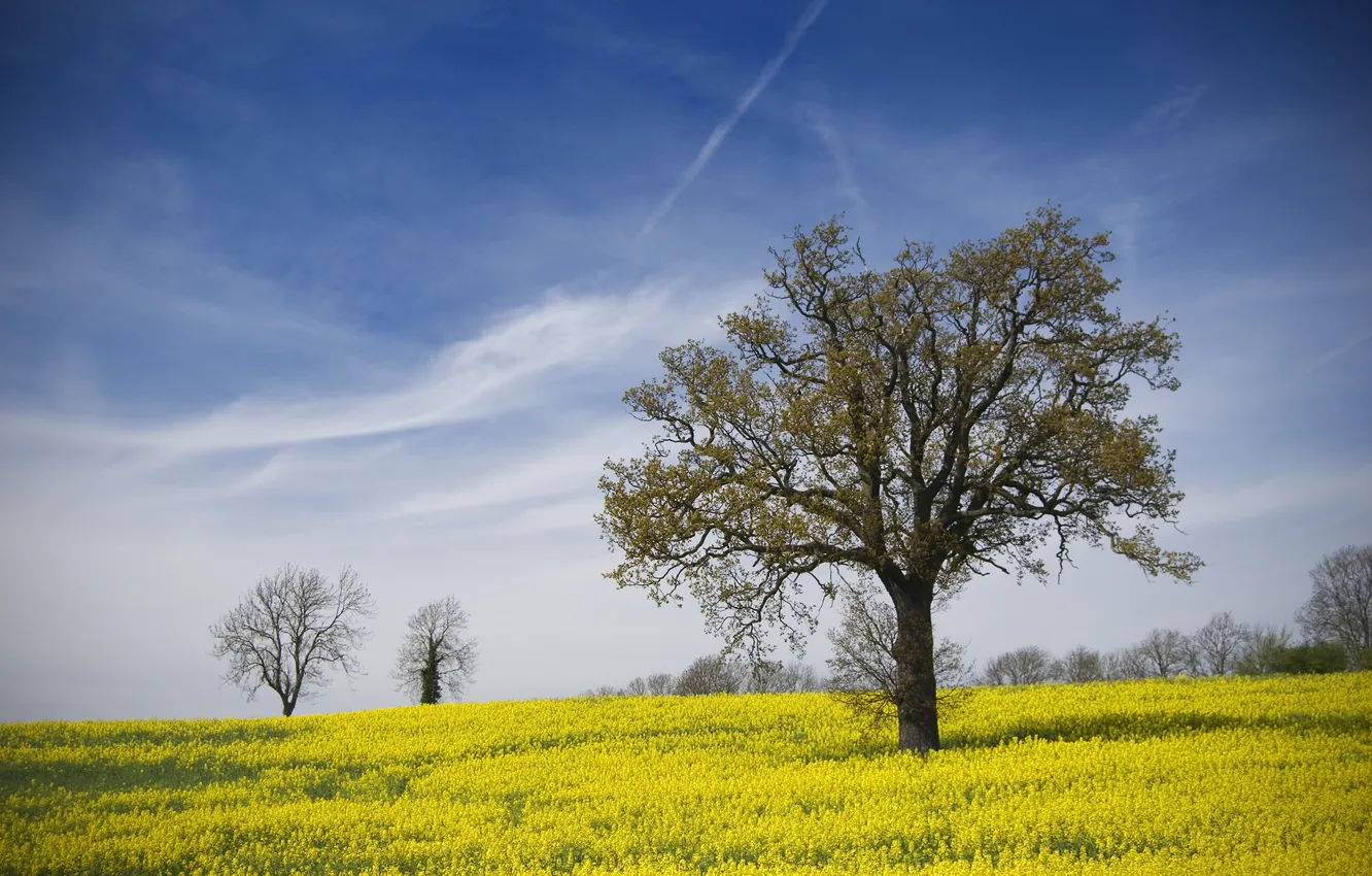 Photo wallpaper field, the sky, clouds, trees, flowers, blue, yellow, nature