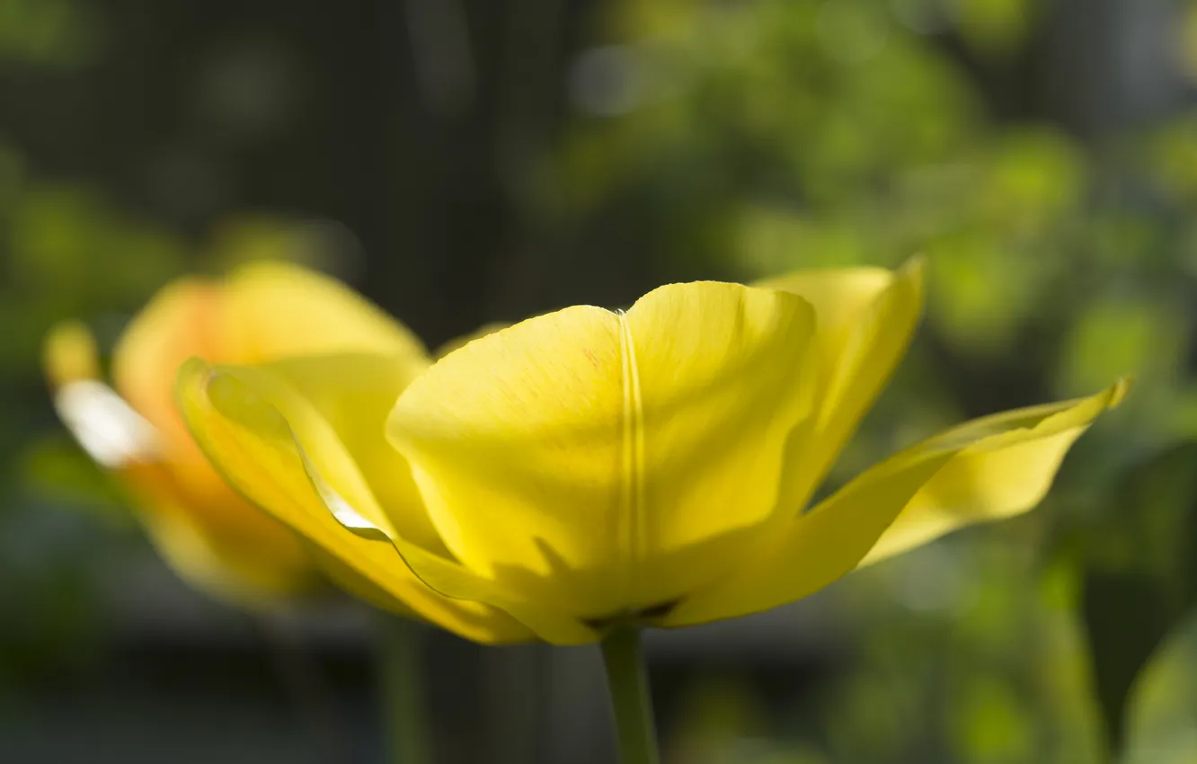 Photo wallpaper flower, yellow, Tulip, petals
