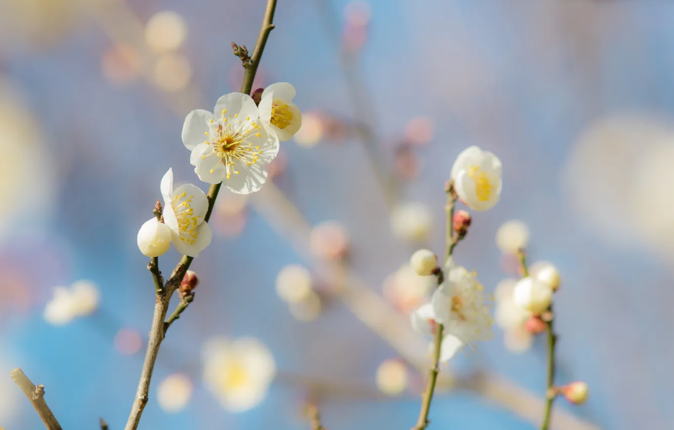 Photo wallpaper flowers, branches, spring, garden